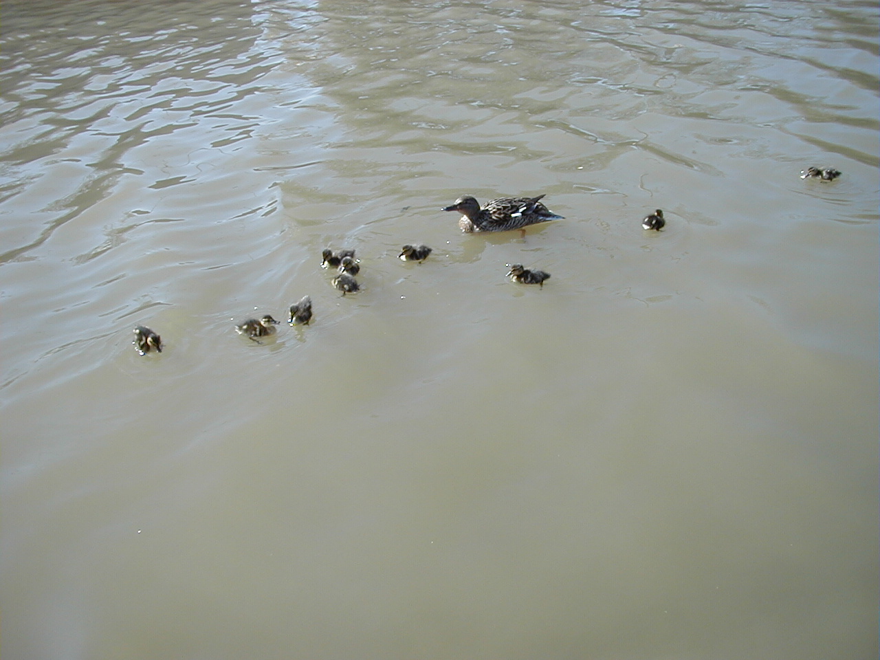 Ducks outside the hatch