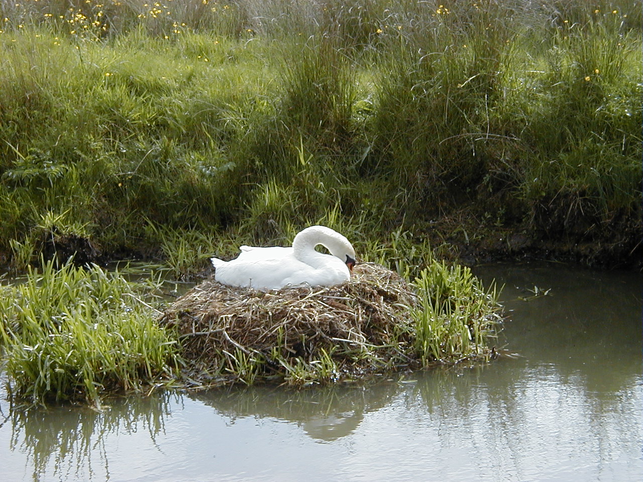 Swan nesting