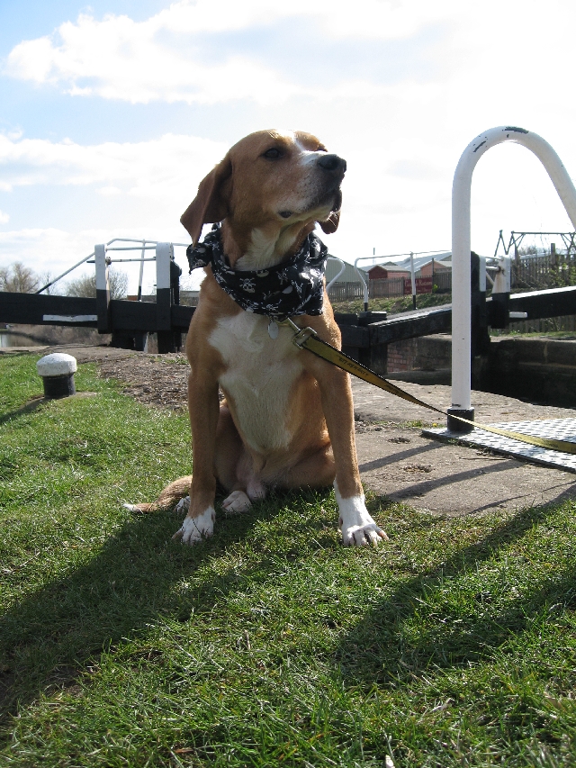 Harold is slightly indignant at being tied to a handrail at the locks. He could have been doing useful things like sniffing, running, and turning his hearing off.