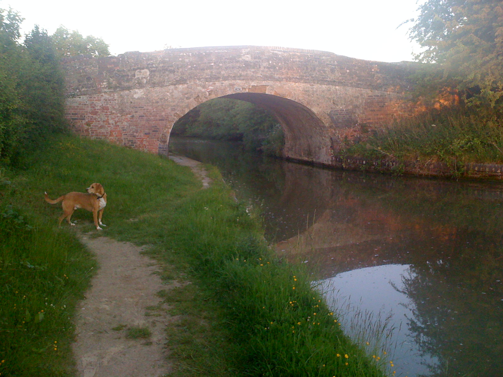Harold enjoyed being a boat dog, but you can't beat a good walk